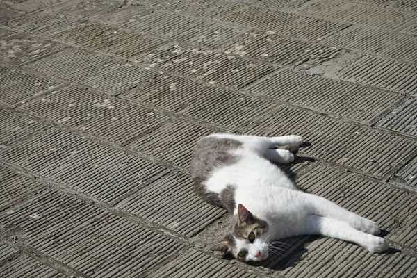 Gatto Sdraiato Sole Nella Piazza Principale Molazzana Garfagnana Toscana Italia — Foto Stock