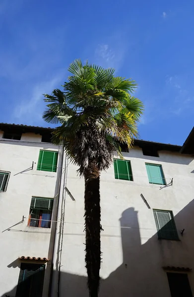 Palma Przed Budynkiem Molazzana Garfagnana Toskania Włochy — Zdjęcie stockowe
