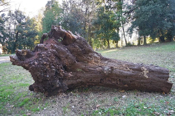 Tree Trunk Felled Park Villa Fabbricotti Carrara Tuscany Italy — Stock Fotó