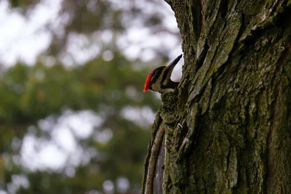 Голова Колючего Дровосека Dryopus Pileatus Выглядывает Стороны Дерева Дождливый День — стоковое фото