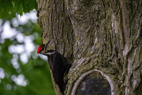 Pic Pilé Dryocopus Pileatus Accroche Côté Arbre Tête Arrière Prête — Photo