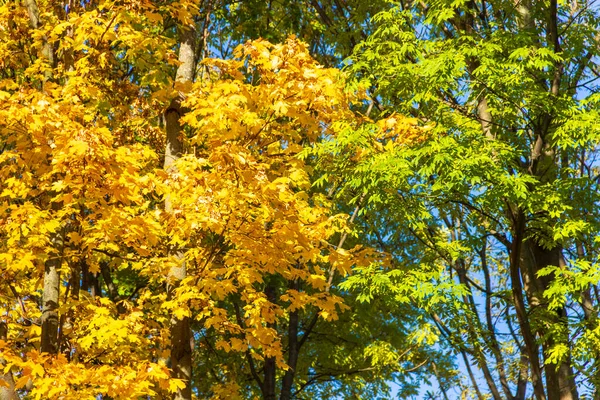 Желтые Осенние Листья Парке Тихий Осенний День — стоковое фото