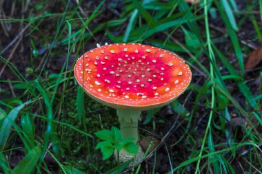 Sonbahar ormanındaki çimlerin üzerinde kızıl sinek (Amanita muscaria). Ormanda büyüyen zehirli bir mantar..