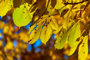 Sarı sonbahar yaprakları parkta. Sakin bir sonbahar günü.