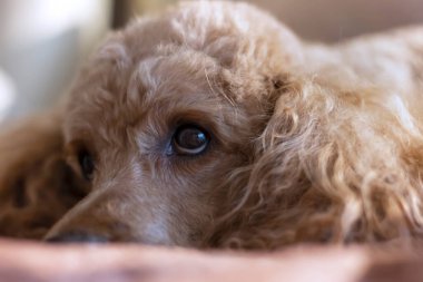 Kaniş 'in gözleri ve burnu yakın plan. Yatakta yatan bir köpeğin yüzü..