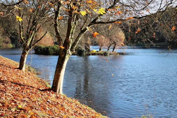 Hösten Parken Intill Sjön — Stockfoto