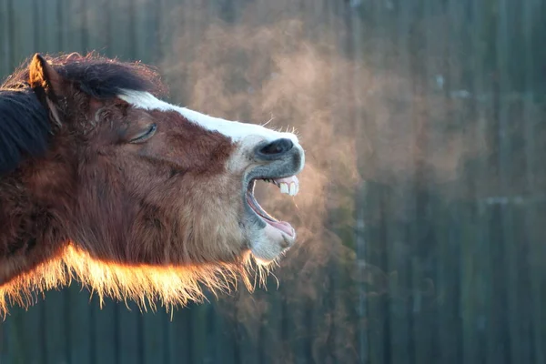 Cavalo Rindo Uma Manhã Fria Com Respiração Visível — Fotografia de Stock