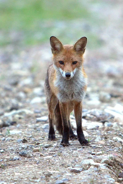 Zorro Rojo Europeo Salvaje — Foto de Stock