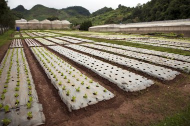 Genç meyve bitkiler satırları