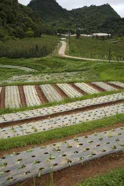 Genç meyve bitkiler satırları