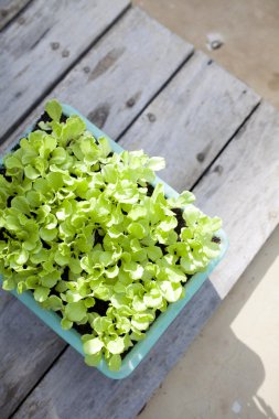 Yeşil plastik sepet içinde bebek marul