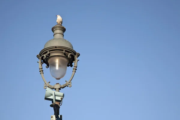 Gaviota en el poste de luz, París —  Fotos de Stock