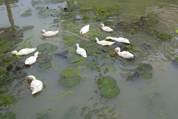 Группа уток, плавающих в озере — стоковое фото