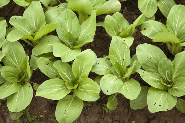 Organic Chinese cabbage in farm — Stock Photo, Image