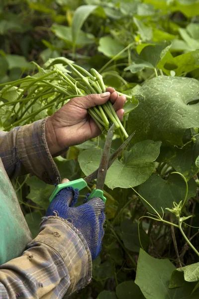 Manos recogiendo hojas de chayote — Foto de Stock