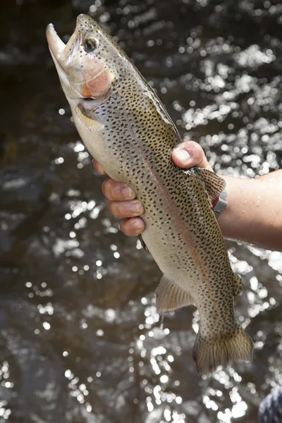 Rainbow Trout grow in flow-through system — Stock Photo, Image