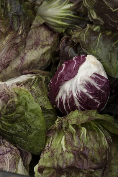 Biokohl auf Bauernhof geerntet — Stockfoto