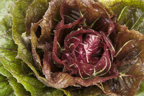 Kohlkopf aus nächster Nähe — Stockfoto