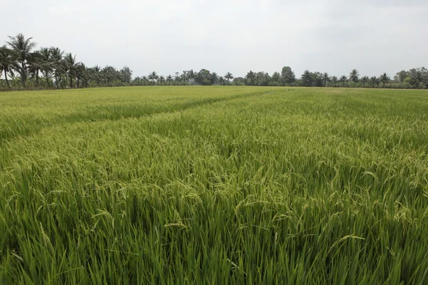 Campo de arroz —  Fotos de Stock