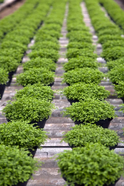 Selaginella apoda en fila — Foto de Stock