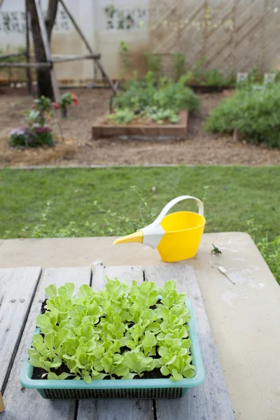 Babysalat im grünen Plastikkorb — Stockfoto