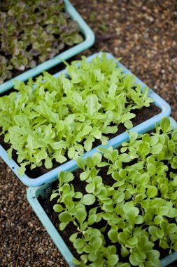 Yeşil plastik sepet içinde bebek marul