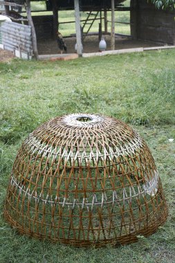 Tay tarzında tavuk kümesi