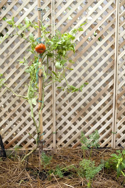 Tomato plant in garden — Stock Photo, Image