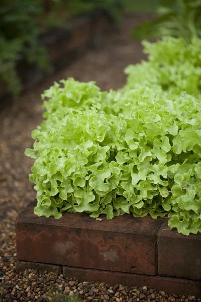 Lechuga en el jardín casero — Foto de Stock