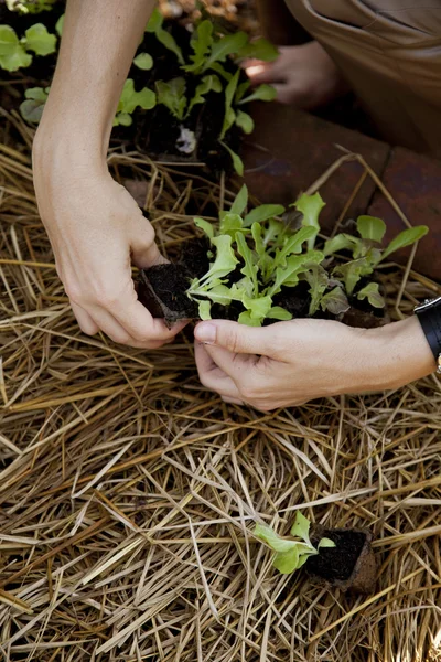 Las manos preparan lechuga bebé para plantar — Foto de Stock