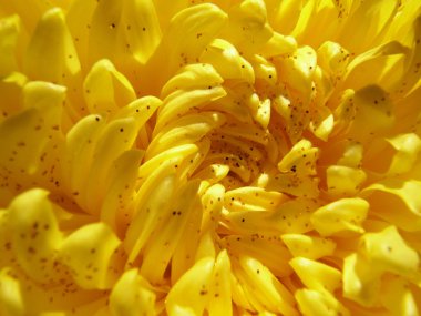 sarı kasımpatı çiçeği