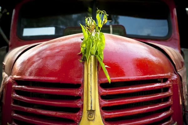 The lucky leaves — Stock Photo, Image