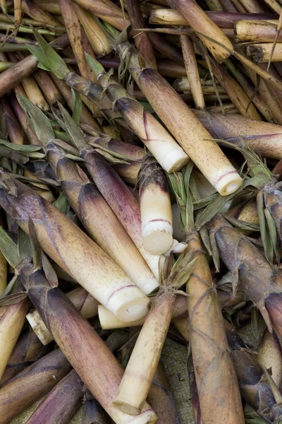 Brotes de bambú — Foto de Stock