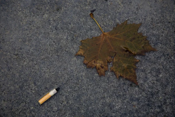 The maple leaf and the butt of cigarette