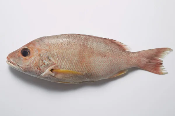 Red tilapia isolated — Stock Photo, Image