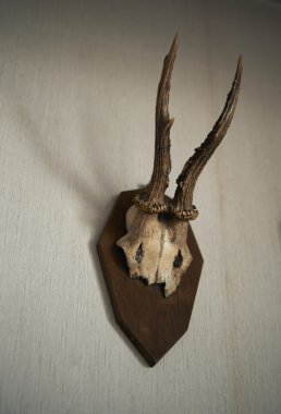 Boynuz Haliç dekorasyon