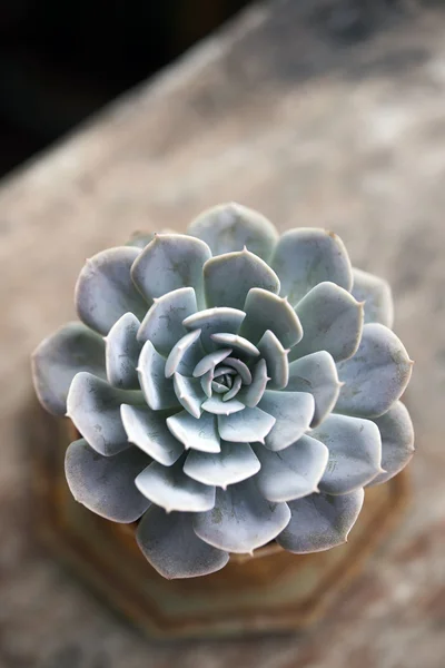 Succulent pot on wooden table — Stock Photo, Image