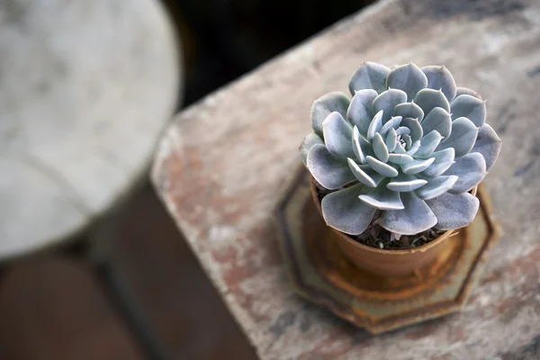 Panela suculenta na mesa de madeira — Fotografia de Stock