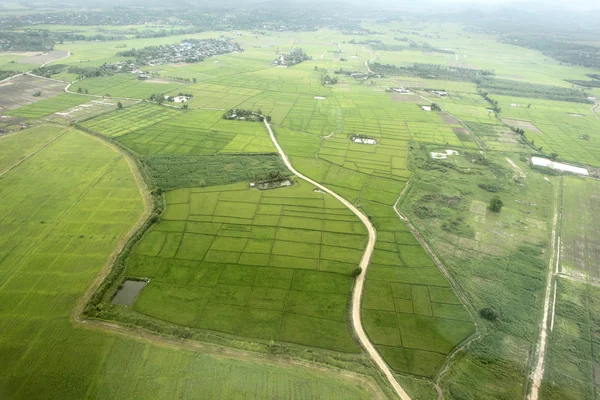 Campo de arroz, vista de pájaro — Foto de Stock