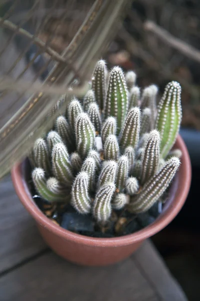 Cactus pot decoration — Stock Photo, Image