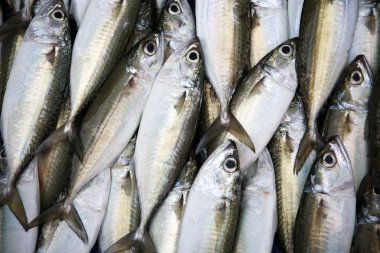 mackerels taze Pazar