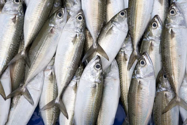 Mackerels in fresh market — Stock Photo, Image