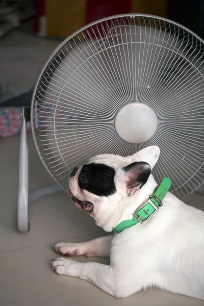 Perrito caliente — Foto de Stock