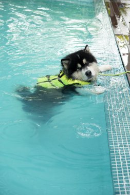 Alaskan malamute egzersiz havuzu