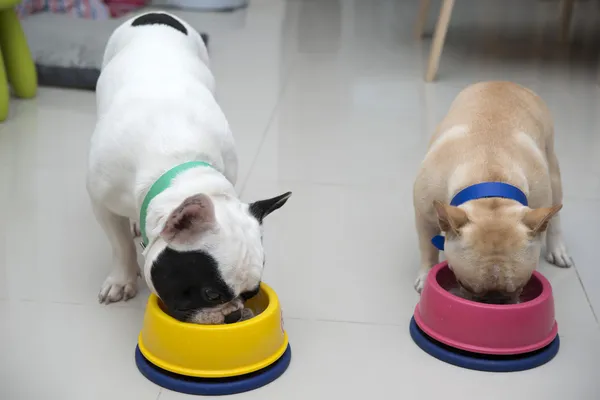 Dois bulldogs franceses comendo alimentos — Fotografia de Stock