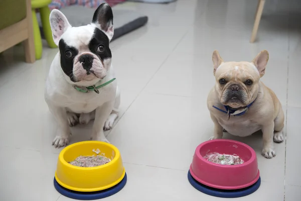 Dois bulldogs franceses esperando para comer — Fotografia de Stock
