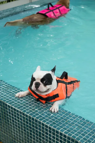 Francês Bull cão nadando na piscina — Fotografia de Stock