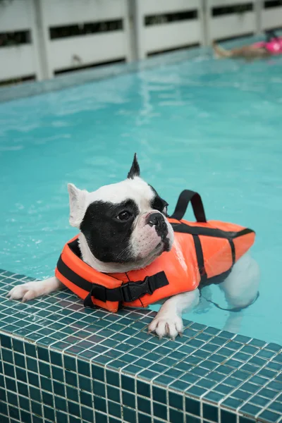 Francês Bull cão nadando na piscina — Fotografia de Stock