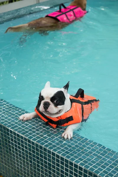 Perro toro francés nadando en piscina Imagen De Stock