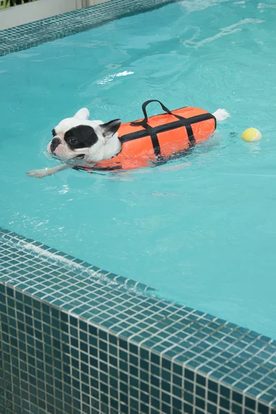 Francês Bull cão nadando na piscina — Fotografia de Stock